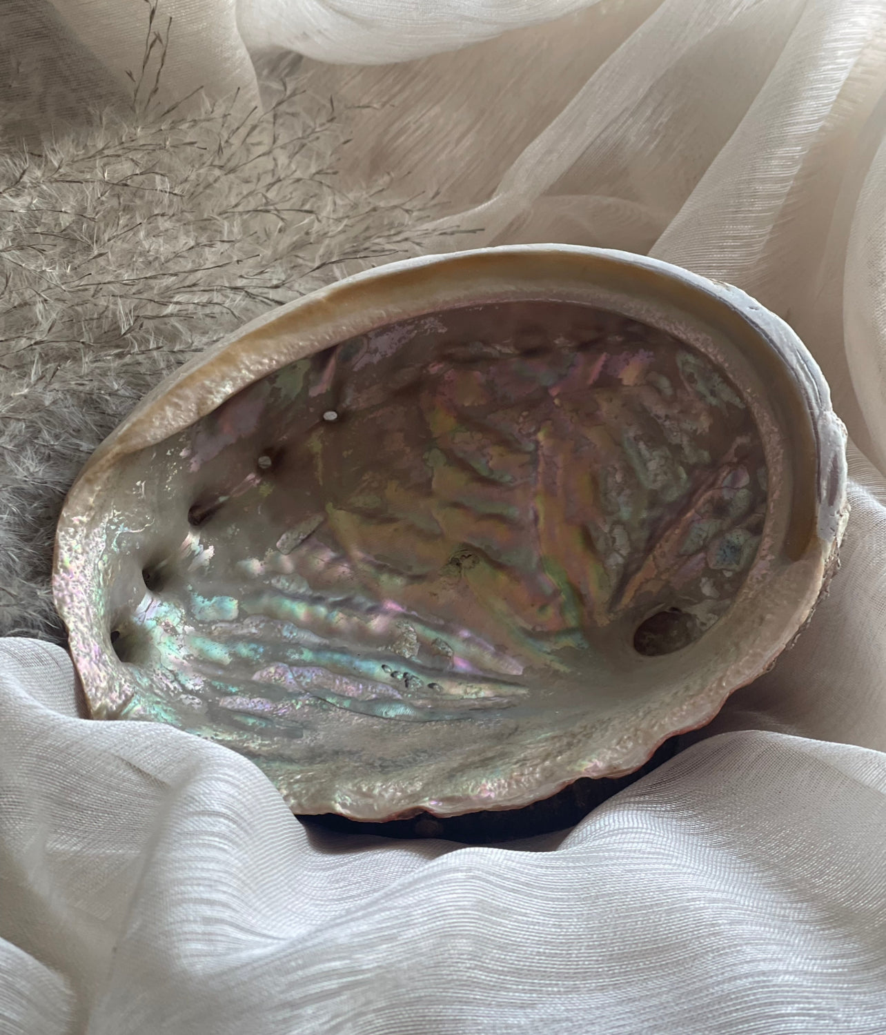 Coquille d’Ormeau